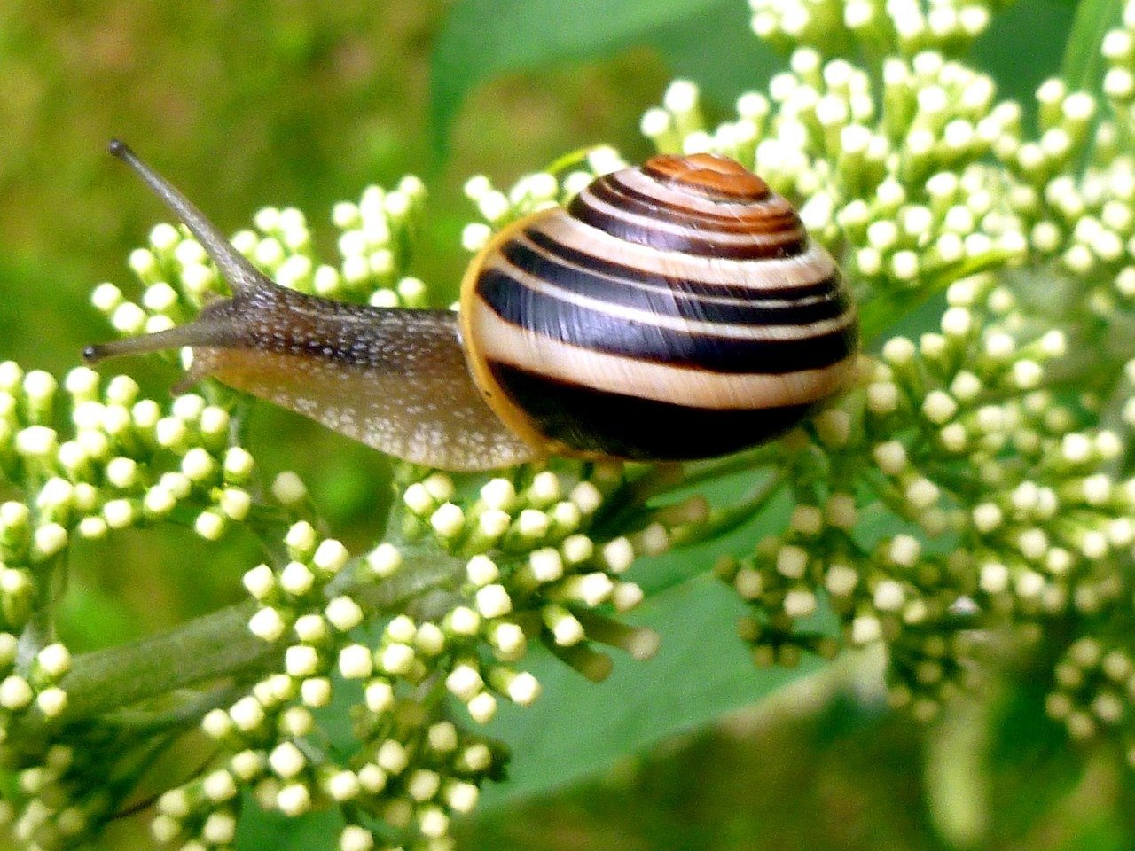 Biologická olympiáda