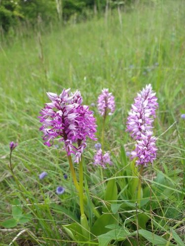 Exkurze na orchidejové louky